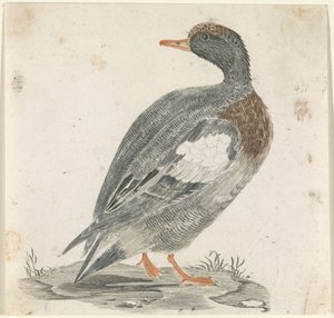 Canard vers la droite, regardant vers la gauche - Anonymous