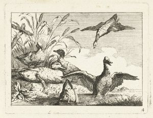 Canards près d