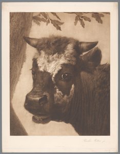 Reproduction photographique de détail de la peinture Le Taureau par Paulus Potter, coll. Mauritshuis - Anonymous