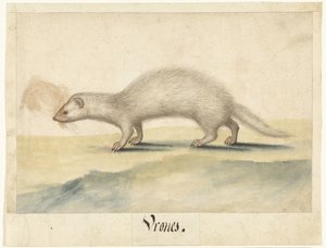Furet