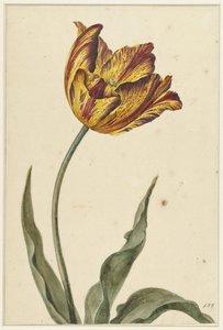 Tulipe jaune-orange-rouge