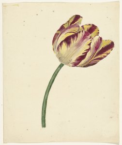 Tulipe jaune-rouge