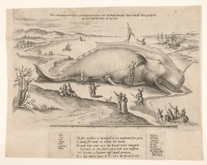 Baleine échouée à Anvers, 1577 - Anonymous