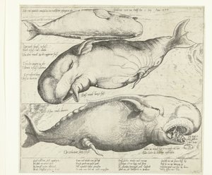 Baleine échouée près d
