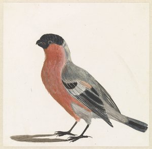Bouvreuil - Anonymous