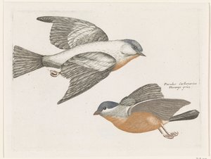 Mésanges à flancs gris