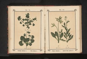 Primevère officinale et bourse-à-pasteur