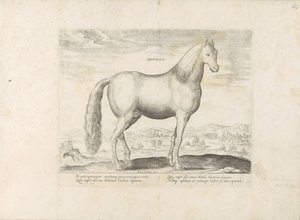 Étalon d