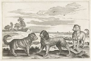 Chiens (Animalivm Qvaddrvpedvm)