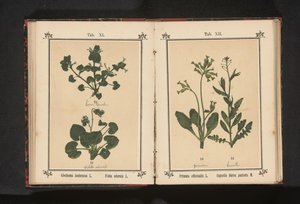 Lierre terrestre et violette odorante
