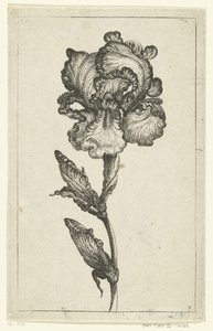 Iris - Anonymous