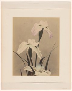 Iris - Anonymous