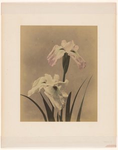Iris - Anonymous