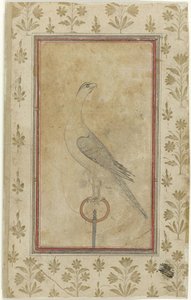 Faucon de chasse - Anonymous
