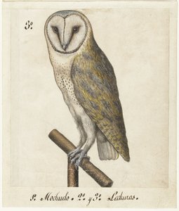 Chouette effraie - Anonymous