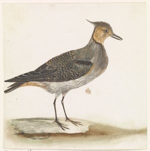 Vanneau