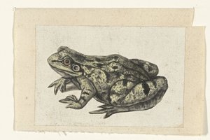 Grenouille (Album Lombard) - Anonymous