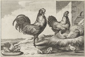 Poulet, coqs et poussins - Anonymous
