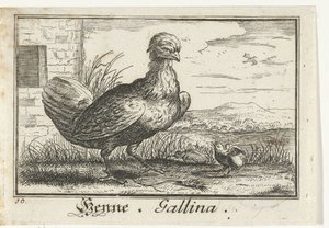 Poule avec poussin