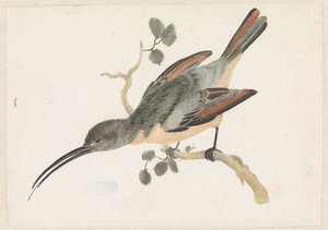 Colibri sur une branche vers la gauche - Anonymous