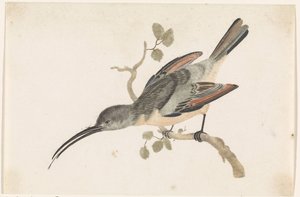 Colibri sur une branche à gauche