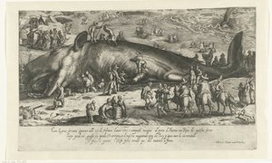Copie de la baleine échouée à Berckhey en 1598 comme la baleine échouée à Ancône en 1601