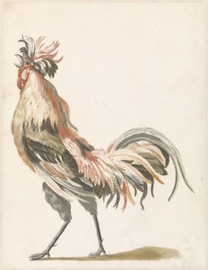 Coq chantant vers la gauche - Anonymous