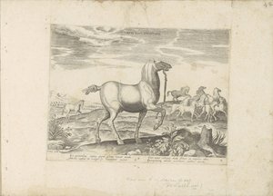Troupeau de chevaux sauvages - Anonymous