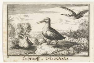 Paysage avec trois bécassines, Schneff, Ficedula. (titre sur l