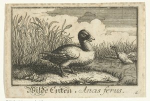 Paysage avec canard sauvage