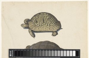 Tortue terrestre - Anonymous