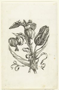 Lys, iris et tulipe - Anonymous