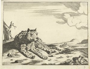 Léopard couché, vu de face, les pattes vers la droite - Anonymous