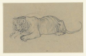Tigre allongé déchirant un morceau de viande - Anonymous