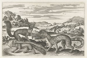 Martres, écureuils et un renard