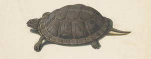 Tortue des marais (album Lombard) - Anonymous
