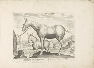 Mulet et âne - Anonymous