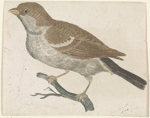 Moineau sur une branche à gauche - Anonymous