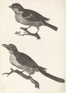 Moineau sur une branche à gauche, en dessous un oiseau avec un bec dentelé - Anonymous