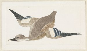 Canard volant vers la gauche