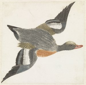 Canard siffleur volant vers la droite - Anonymous