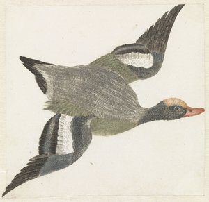 Canard siffleur volant vers la droite - Anonymous