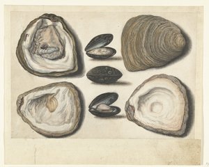 Huîtres et moules (album Lombard) - Anonymous