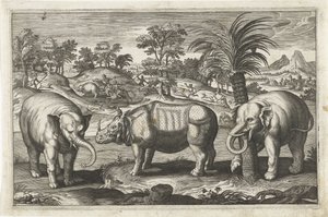 Éléphants et rhinocéros - Anonymous