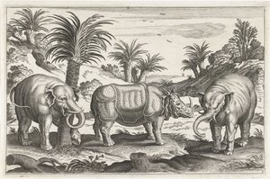 Éléphants et rhinocéros (Animaux quadrupèdes) - Anonymous