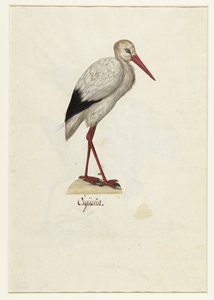 Cigogne - Anonymous