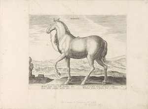 Cheval d
