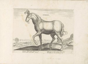 Cheval d