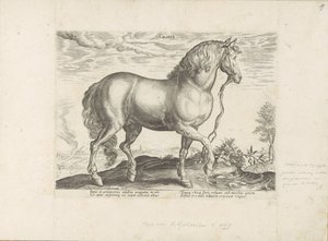 Cheval de Calabre - Anonymous