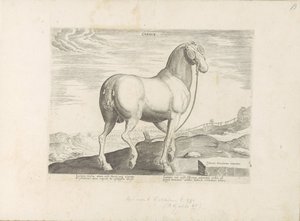 Cheval de Corse